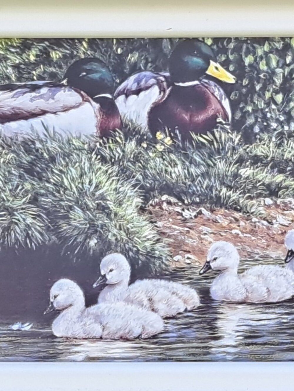 Framed Nature Print Of Ducks - Picture 3 of 11